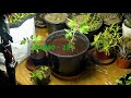 diy light setup for indoor plants eng subs hydroponics