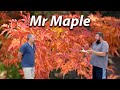 Plant Masters with Matt Nichols - Talking Japanese Maples - Ep3