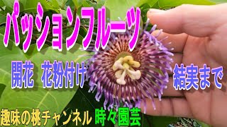 【パッションフルーツ】開花　花粉付け　結実まで　23/11/11