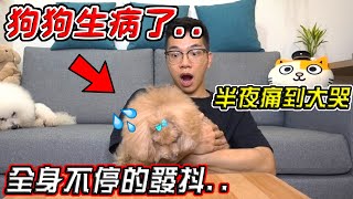 【緊急送醫】狗狗生病了！全身不停發抖 半夜還痛到大哭..【希露弟弟啃雞腿】比熊 貴賓 Bichon Frise Poodle