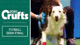 Flyball - Semi Finals | Crufts 2020