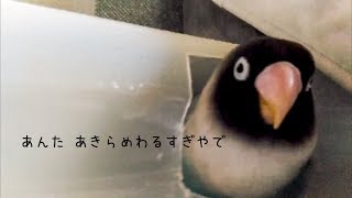 思い通りに遊んでくれないボタンインコ2