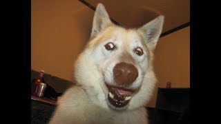 Top 5 Dog Bite