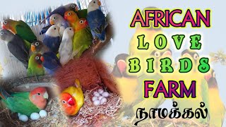 African Love Birds Farm in Tamil at நாமக்கல் | Vasanth