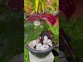 Black Anthurium Flowers and Pots  |  ද Travel Sri Lanka #shorts