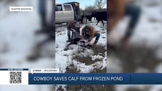 COWBOY CATTLE RESCUE: OK rancher jumps into frozen pond to save calf