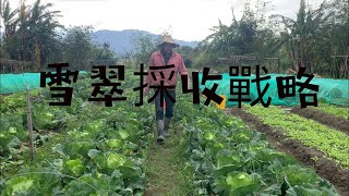 高麗菜採收：連日大雨【採收戰略】雪翠～包心菜