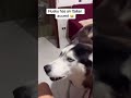 husky has an italian accent 😱 dog speaking melissabtv gotpermissiontopost