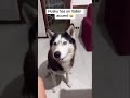 husky has an italian accent 😱 dog speaking melissabtv gotpermissiontopost