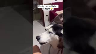 Husky has an Italian accent 😱 #dog #speaking #melissabtv #gotpermissiontopost