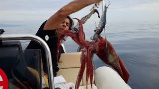 FISHING🇬🇷 SQUID!! ΚΟΡΙΝΘΙΑΚΟΣ  ΘΡΑΨΑΛΟ ΚΥΝΗΓΟΣ ΨΑΡΕΜΑ ΘΡΑΨΑΛΑ ΜΕ ΚΑΘΕΤΗ ΣΕ ΒΑΘΕΙΑ ΝΕΡΑ