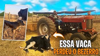 FOMOS PROCURAR O BEZERRO DE TRATOR 🚜