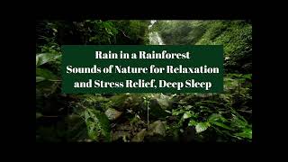 10 HRS Rain in the Rainforest for sleep, meditation or as a backdrop for focused work