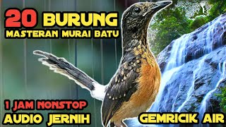 20 Jenis Burung Masteran Nembak Ngerol Panjang || Masteran Murai Batu Audio Jernih Dan Gemricik Air