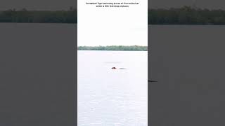 #sundarban #tiger #swimming across a 1.5km wide tidal #river which is 150+ feet deep at places