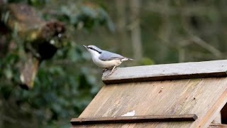 西湖野鳥の森公園のゴジュウカラ 　その１（4K動画）