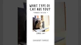 What type of cat are you? #cat