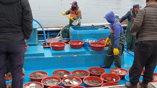 묵호항 활어시장에 가면 새벽마다 벌어지는 일. 동해안 자연산활어가 넘쳐납니다!!! Koreanfood/Seafood/Sashimi/Fishmarket