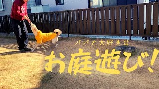 【保護犬と飼主】きなちゃんは庭遊びがお好き♪