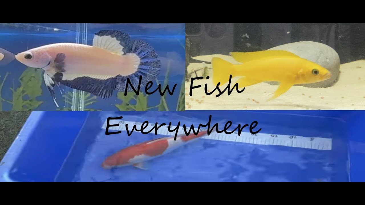 New Fish Everywhere Youtube