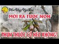 Tập 5: Cây mai mới trồng ra tược non phun thuốc có bị héo không