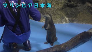 【マリンピア日本海】カワウソの給餌訓練（250216）