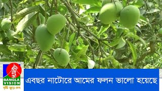 অনুকূল আবহাওয়ায় এবছর আমের ফলন ভালো হয়েছে নাটোরে