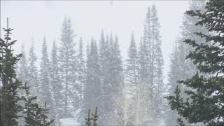 Snowfall in coniferous forest. Meditative music - Снегопад в хвойном лесу. Медитативная музыка