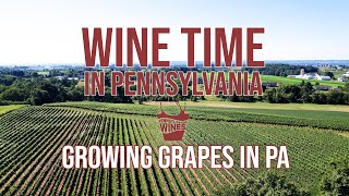 Growing Grapes in PA | Wine Time in Pennsylvania Episode 3