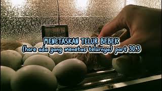 Mulai Ada Yang Menetas Telur Bebeknya Dalam Mesin Tetas Otomatis - Menetaskan Telur Bebek Part 30.3