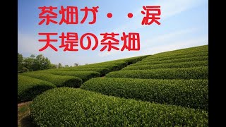 天堤の茶畑 安岐町山浦