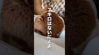 お腹に乗る猫#重いやないか#腹圧