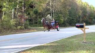 Haflinger driving