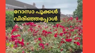 വീടിനു അടുത്തുള്ള ചെറിയൊരു പൂന്തോട്ടം #roseflowers #RoshnyAlex #ukgarden 🇬🇧