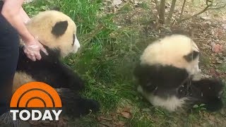 Adorable Panda Rolls Down A Hill 8 Wonderful Times | TODAY