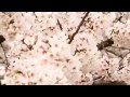 【hd】桜満開 cherry blossoms【720p】