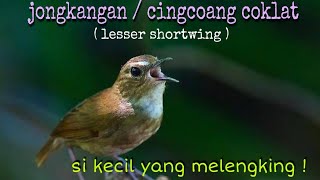 Jongkangan Cingcoang Coklat Trotol Gacor