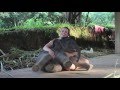 Baby Elephant Cuddling volunteer at Chai Lai Orchid in Chiang Mai Thailand