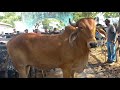 Feira de gado. Continuação em canafistula de Frei Damião Al 25/11/2024#nordeste