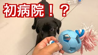 初病院！？予防接種の結果！？ラブラドールレトリバー【LabradorRetriever】