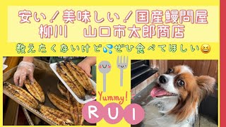 【柳川の鰻卸問屋❣️お勧めです👍】#犬#国産鰻#安い#美味しい#柳川#土用の丑の日#教えたくない#特別に教えます