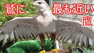 「鷲に最も近い鷹」フェルギナスホークのご紹介　飼育動画 ワシ タカ ノスリ