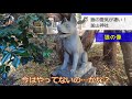 【狼の霊気が凄すぎる】釜山神社リーディング＆参拝 埼玉県 寄居 長瀞 秩父 災難除け 厄除け お犬様 狼 ヤマトタケル 釜山峠 釜伏山