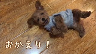 飼い主の帰宅に全力で甘えるトイプードルの子犬【Toy poodle puppy】