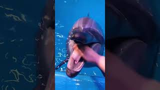 Do you want to know what a dolphin's tongue feels like?🐬#shorts #dolphins #animals #cure #aquarium