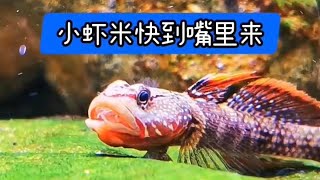 原生缸，蝦虎，鰟鮍吃黑殼蝦