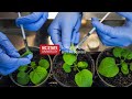 NC State University Plant Sciences Building Dedication