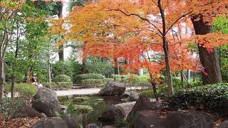 東京紅葉散歩　大田黒公園　2020/12/11  15