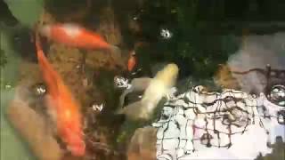 仰向けで寝ている金魚  Goldfish (KINGYO)