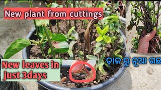 #New plants from cuttings #ଡାଳ ରୁ ନୂଆ ଗଛ #July August month propagation #Garden_view